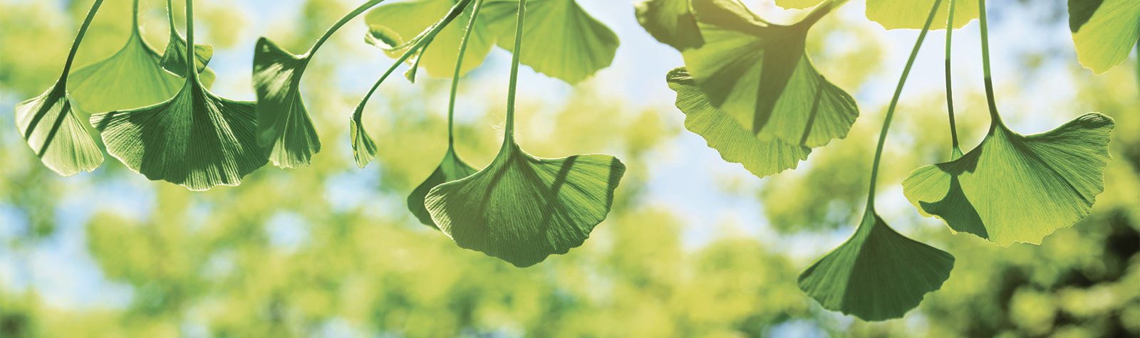 ginkgo-benefits