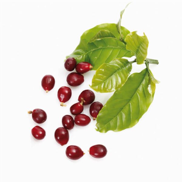 How Coffee Fruit Extract May Help Boost Brain Health NeuroQ