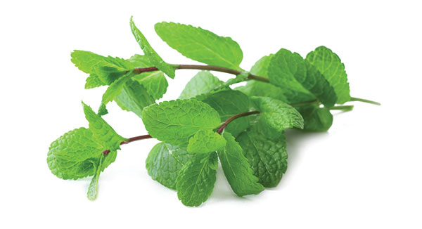 Lemon-balm-plant 